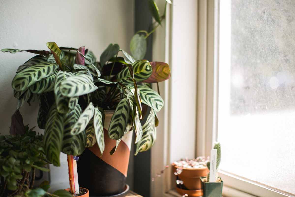 Piante casa