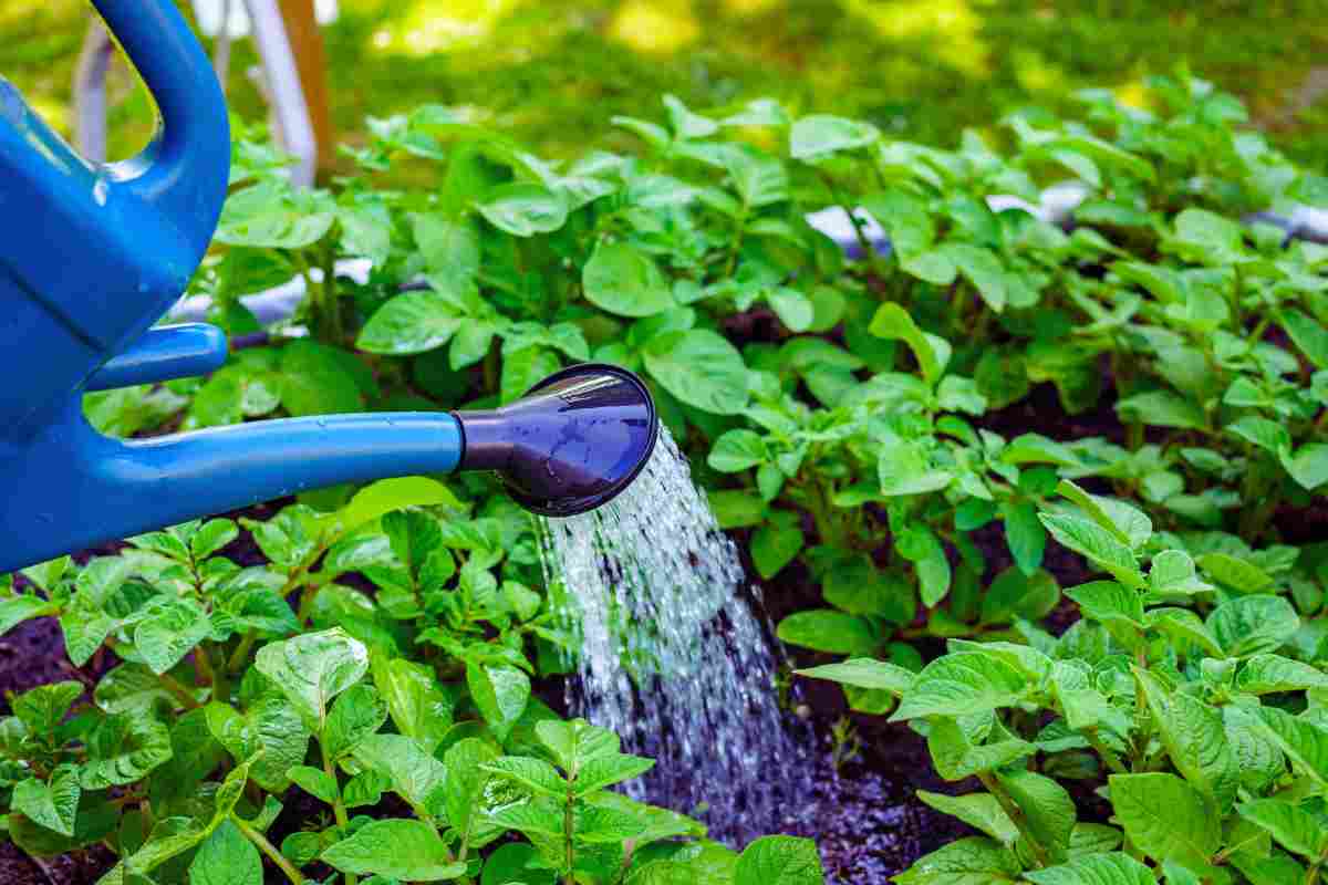 Innaffi le piante a quest'ora della giornata? Ecco perché il giardino è un disastro