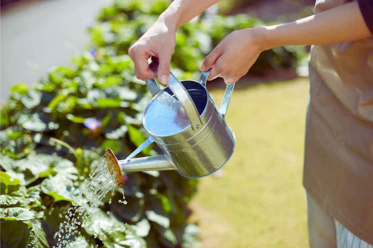 Innaffi le piante a quest'ora della giornata? Ecco perché il giardino è un disastro