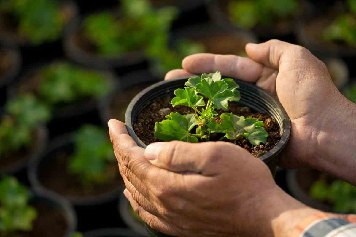 vasetto ricotta come riutilizzarlo